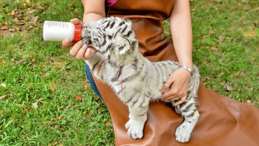 Animal Rescue and Rehabilitation